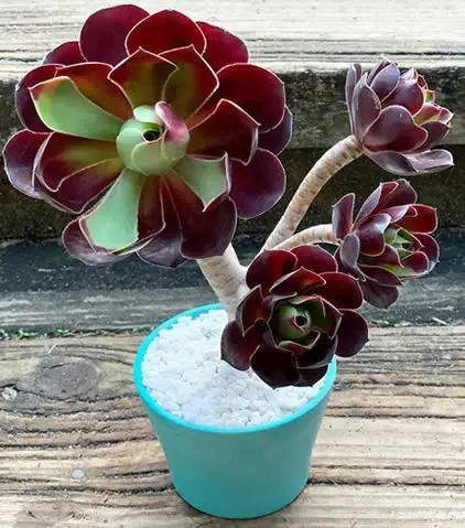 aeonium black rose
