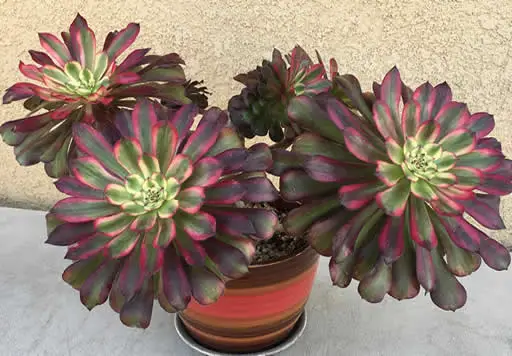 aeonium mardi gras