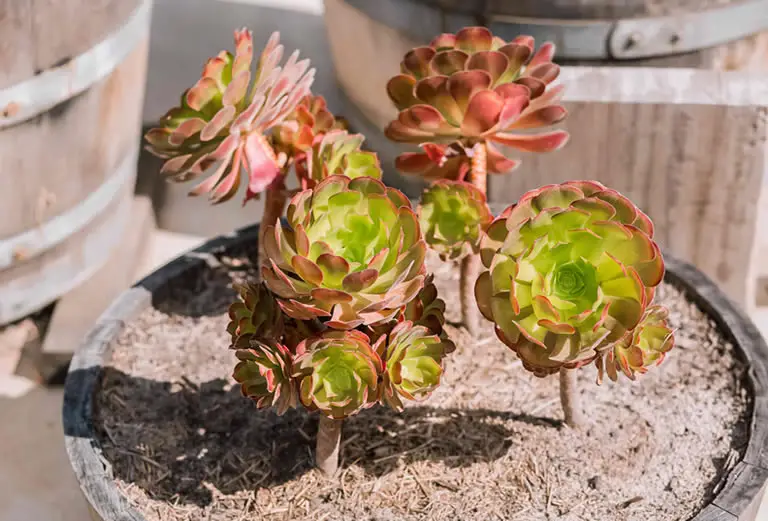 aeonium plant