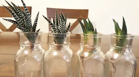 Haworthia water propagation