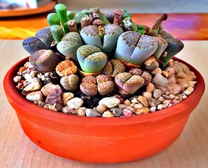 lithops living stones