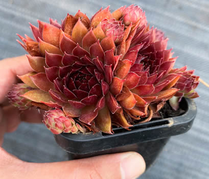sempervivum pacific red rose