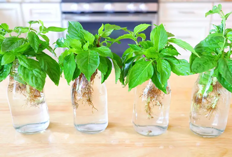 Basil Propagation