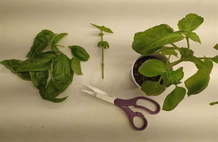 Basil cuttings