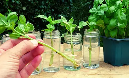 Basil water propagation