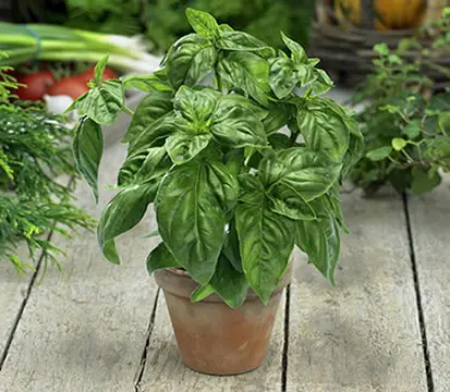Genovese Basil