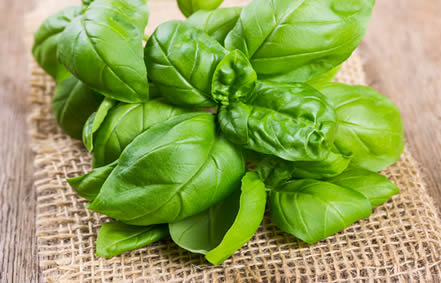 Greek Basil