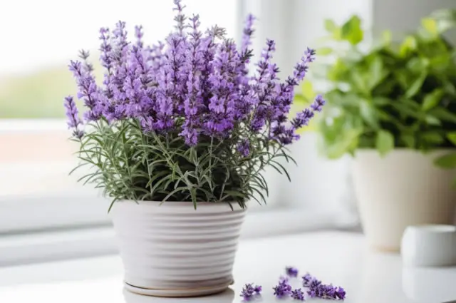 Indoor potted lavender