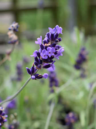 Lavandula x intermedia