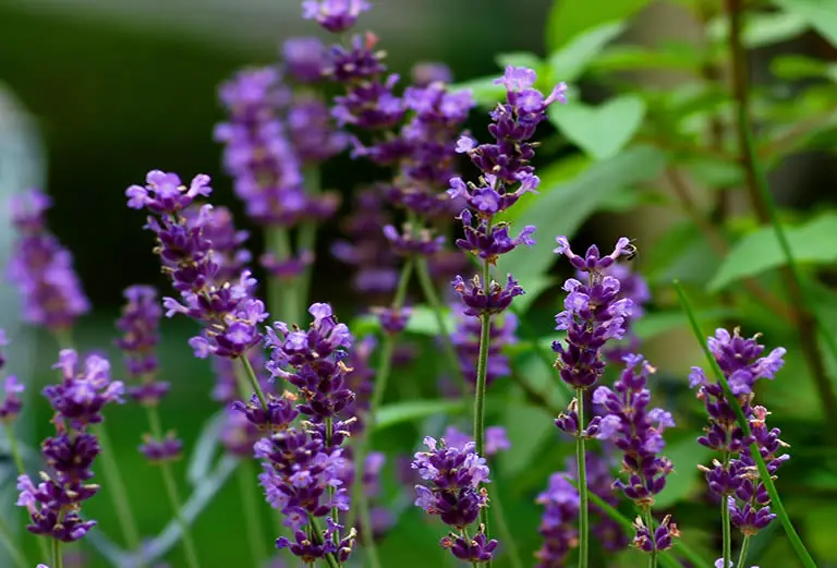 Lavender Plant