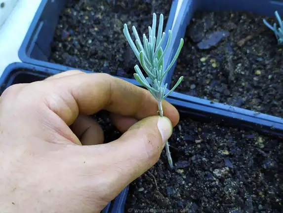 Lavender cutting propagation