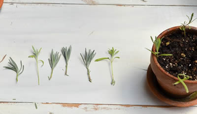 Lavender cuttings