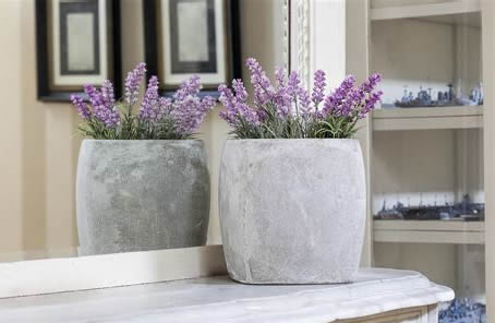 Lavender houseplant