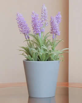 Lavender potted houseplant.