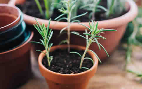 Lavender propagated from seed