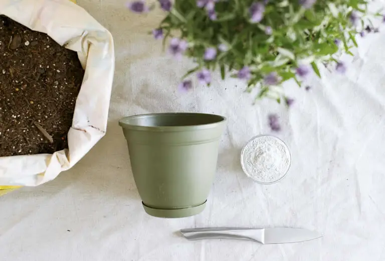 Lavender propagation