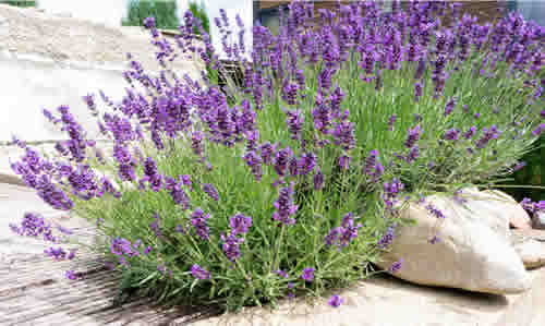 Lavender yard plant