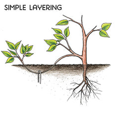 Layering propagation technique