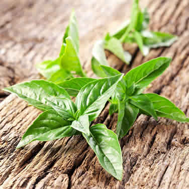 Lemon Basil