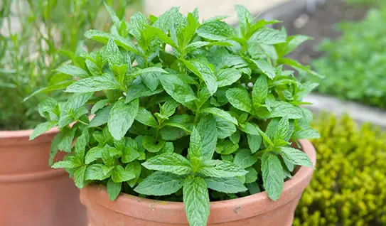 Mint Plant outdoors