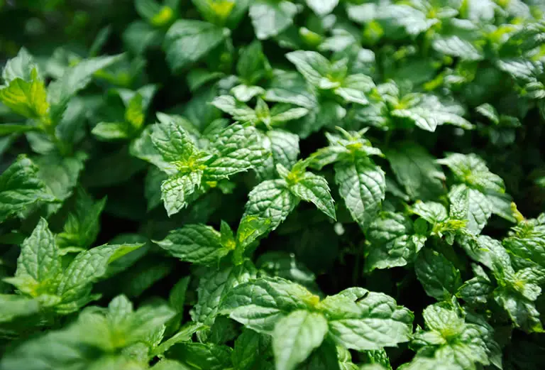 Mint Plant