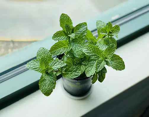 Mint houseplant