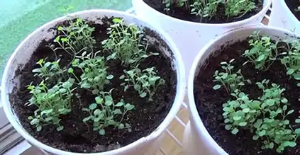 Mint plant seedlings