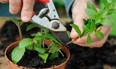 Mint plant stem cuttings
