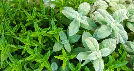 Mint plant varieties