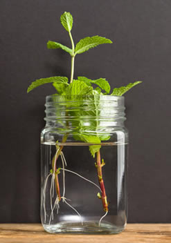 Mint plant water propagation