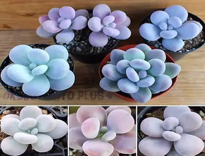 Moonstones Pachyphytum oviferum