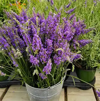 Outdoor potted Lavender
