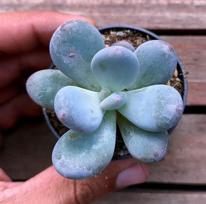 Pachyphytum Blue Haze