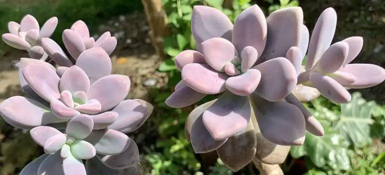 Pachyphytum amethystinum