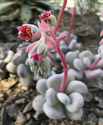 Pachyphytum bracteosum in bloom