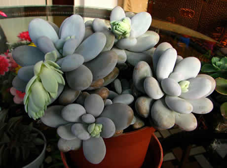 Pachyphytum oviferum Moonstones