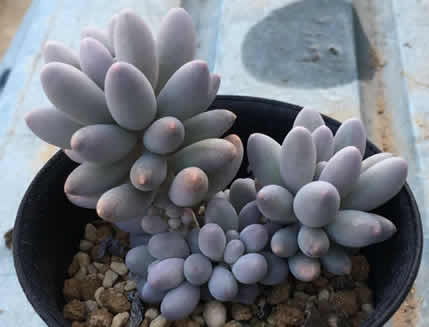Pachyphytum rzedowskii