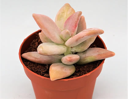 Pachyphytum wedermannii