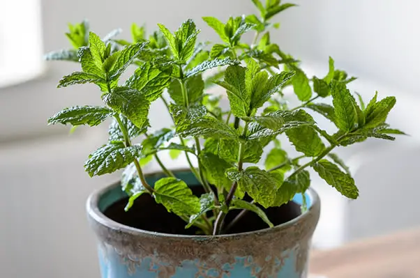 Potted Mint plant indoors