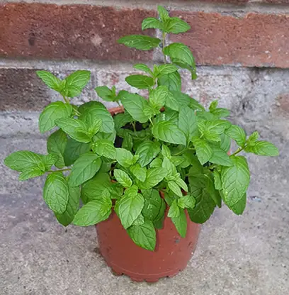 Potted Mint plant