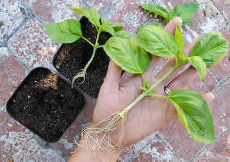 Propagating Basil cuttings