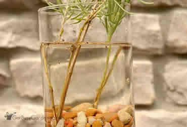 Propagating lavender in water