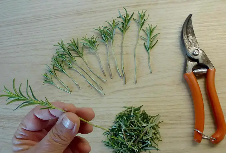 Rosemary Propagation