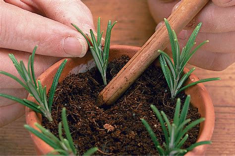 Rosemary cuttings propagation