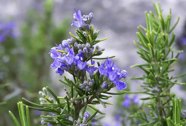 Rosemary plant