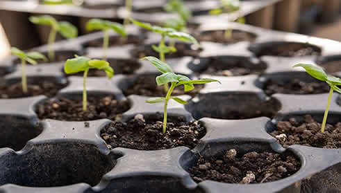 Rosemary seedlings