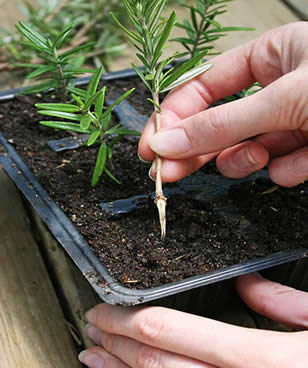 Rosemary stem cutting propagation in soil