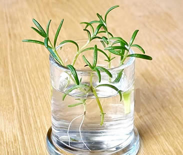 Rosemary water propagation