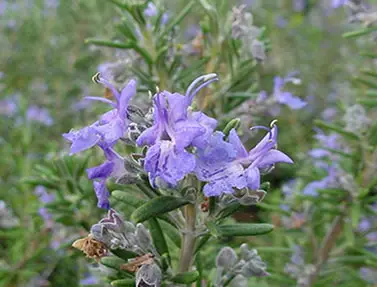 Rosmarinus officinalis Blue Spires
