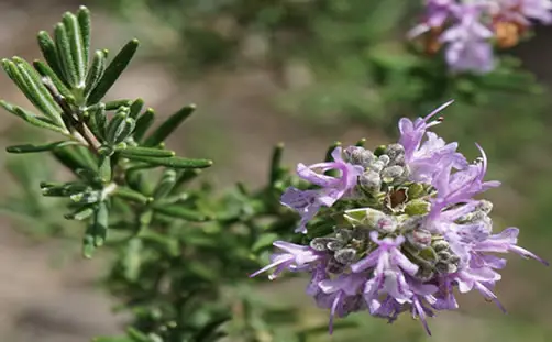Rosmarinus officinalis Majorca Pink